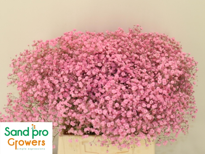 <h4>GYPS KLB H%</h4>