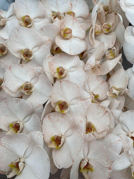 <h4>Phalaenopsis</h4>
