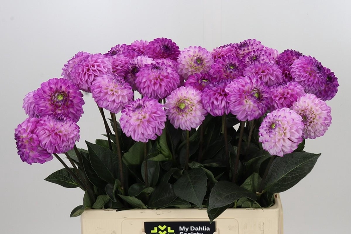 <h4>Dahlia Genova</h4>