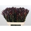 Leucadendron Saf Sunset Dark R.