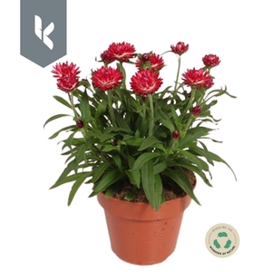 Xerochrysum Bracteatum Crispy Pink