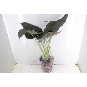 ALOCASIA REGAL SHIELDS P23