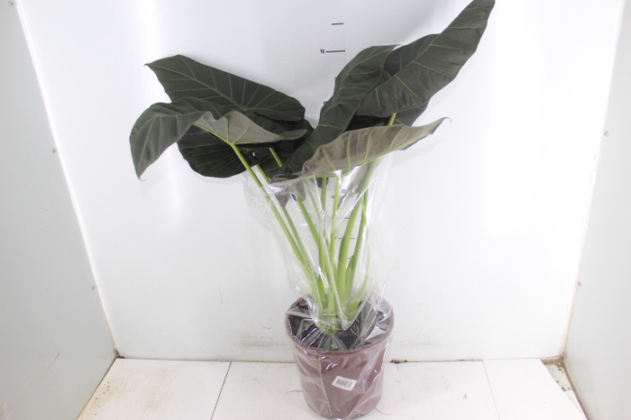 ALOCASIA REGAL SHIELDS P23