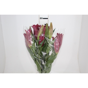 LIRIO SCORPIO 080 CM HT 2/3 FLS VINHO
