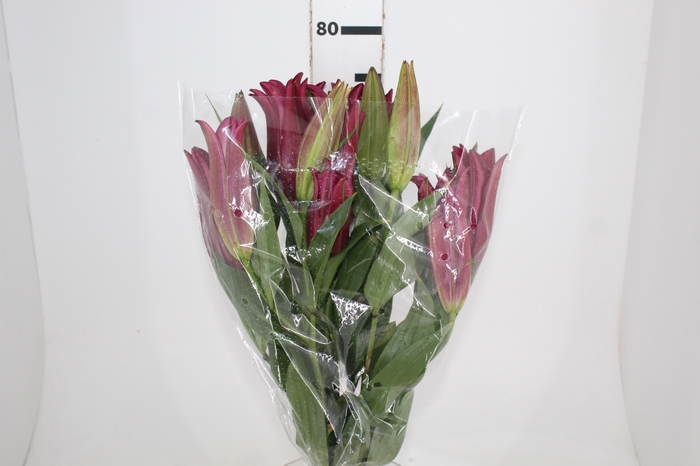 <h4>LIRIO SCORPIO 080 CM HT 2/3 FLS VINHO</h4>