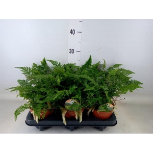 Humata griffithiana var. tyermannii