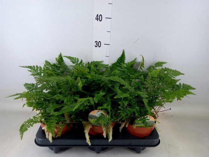 <h4>Humata griffithiana var. tyermannii</h4>