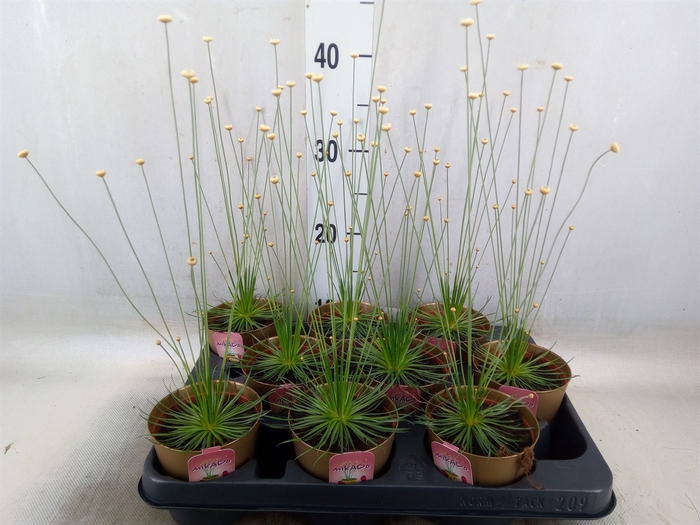 <h4>Synchonanthus  'Mikado'</h4>