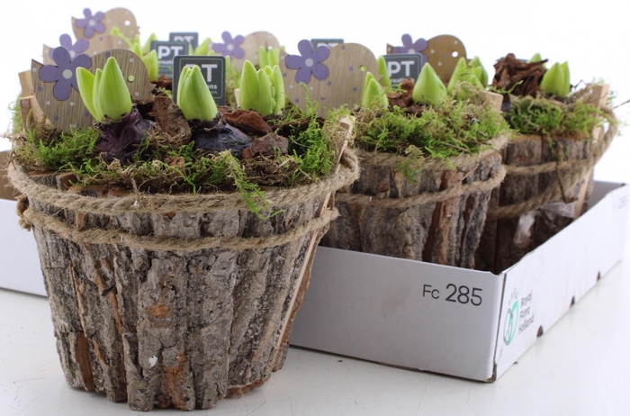 <h4>ARR HYACINTH</h4>