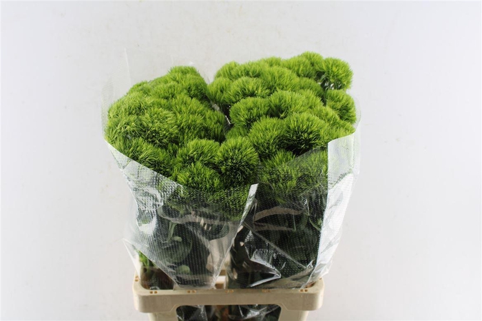 <h4>Di Barb Barb Fresh</h4>