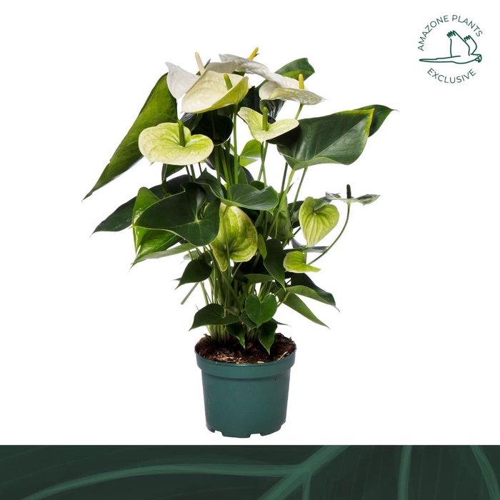 <h4>Anthurium andr. 'Samora'</h4>