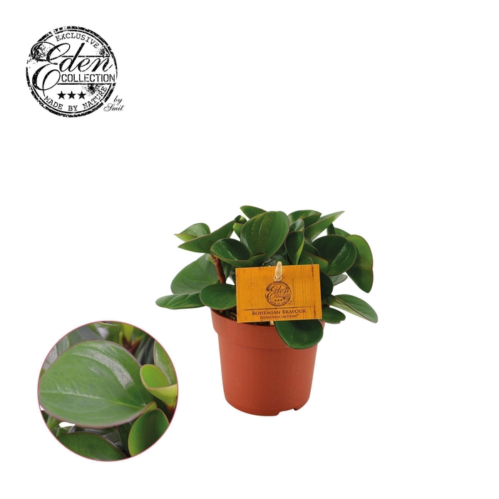 <h4>Peperomia Obtipan Groen 10,5cm</h4>