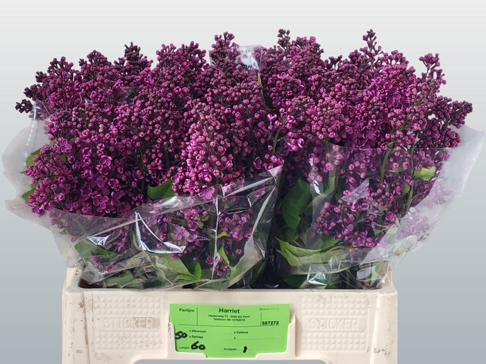 <h4>SYR V HUGO KOSTER</h4>