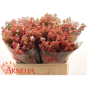 CHAME UN MY SWEET 16