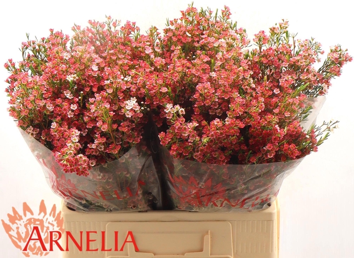 <h4>CHAME UN MY SWEET 16</h4>