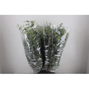 Euca Baby Blue 200gr P Bunch