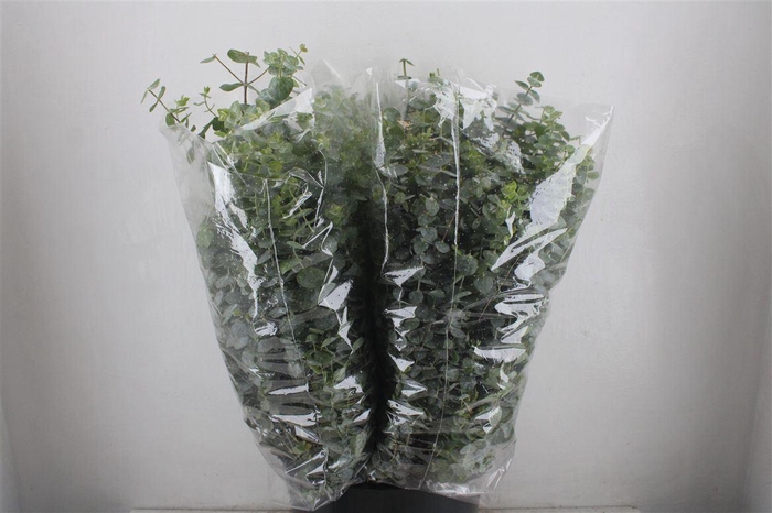 <h4>Euca Baby Blue 200gr P Bunch</h4>