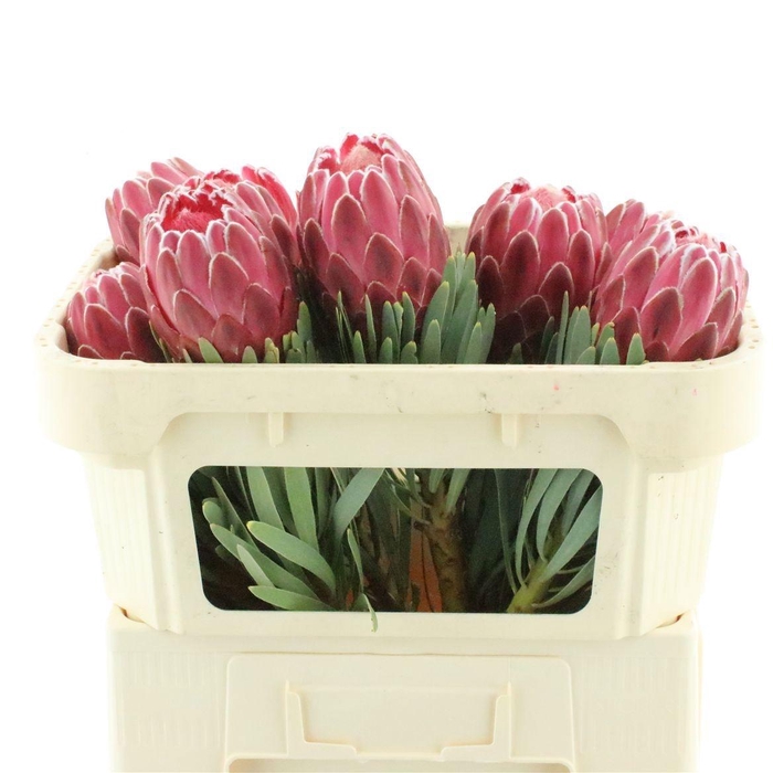 <h4>PROTEA VENUS</h4>