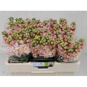MATTH IMPALA APRICOT