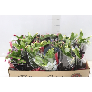 FLOR DE MAIO P11
