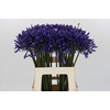 Agapanthus 'Buddy Blue'