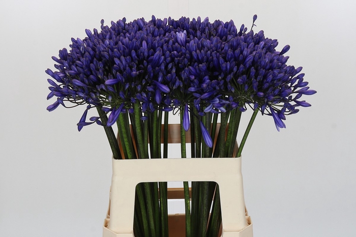 <h4>Agapanthus 'Buddy Blue'</h4>