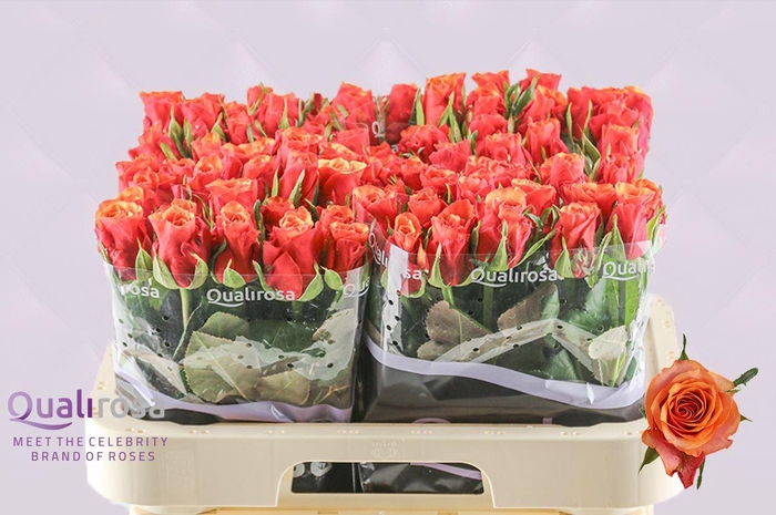 <h4>R Gr Espana</h4>