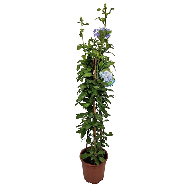 <h4>Plumbago Auriculata Pyramid - 1154</h4>