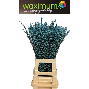 Salix wilgenkatjes L Blauw