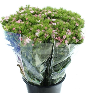 Di Barb Ball Light Pink Super