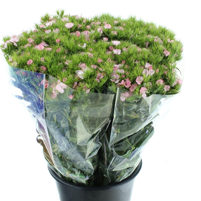 <h4>Di Barb Ball Light Pink Super</h4>