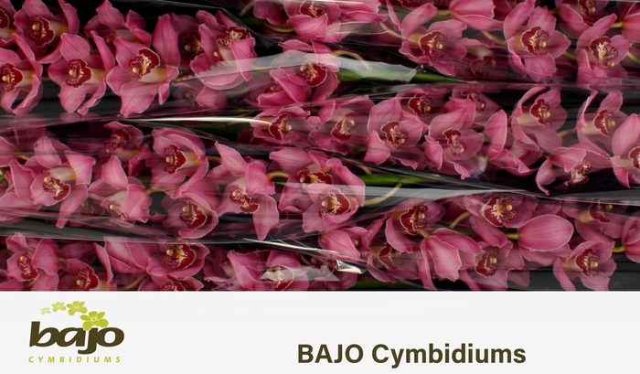 <h4>CYMB T FANTACY</h4>