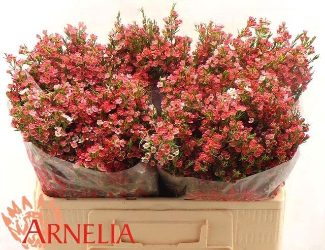 <h4>Chamelaucium My Sweet 16</h4>