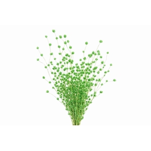 Dried Wheep. Bamboo Green Bunch