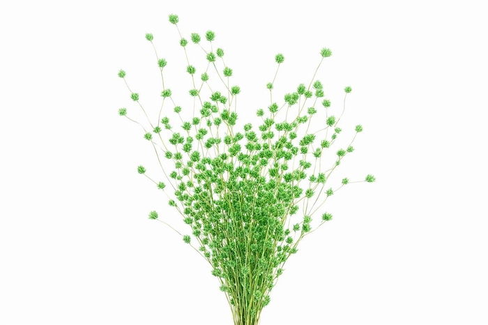 Dried Wheep. Bamboo Green Bunch