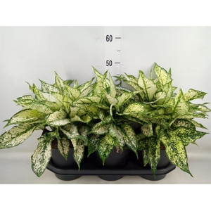 Aglaonema  'White Kiwi'