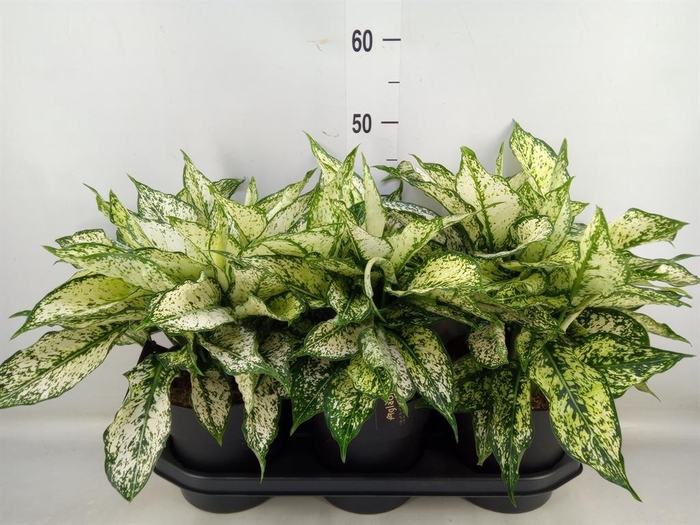 <h4>Aglaonema 'White Kiwi'</h4>