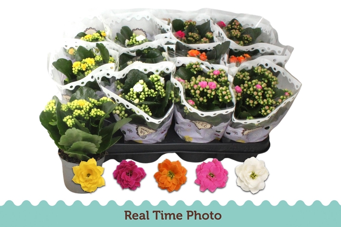 <h4>KAL GE GEM 5 KL</h4>