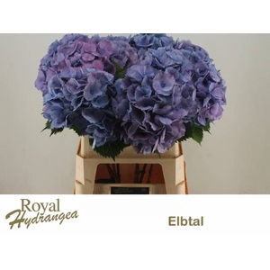 HYDR M ELBTAL BL