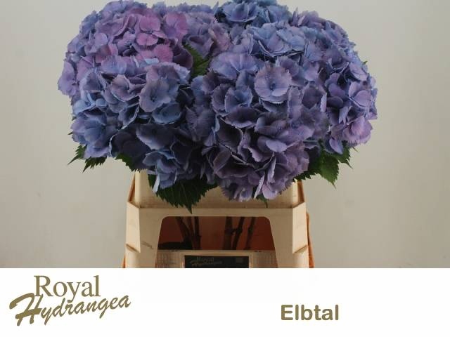 <h4>HYDR M ELBTAL BL</h4>