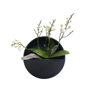 Arr.  Phalaenopsis MT 18+   H%