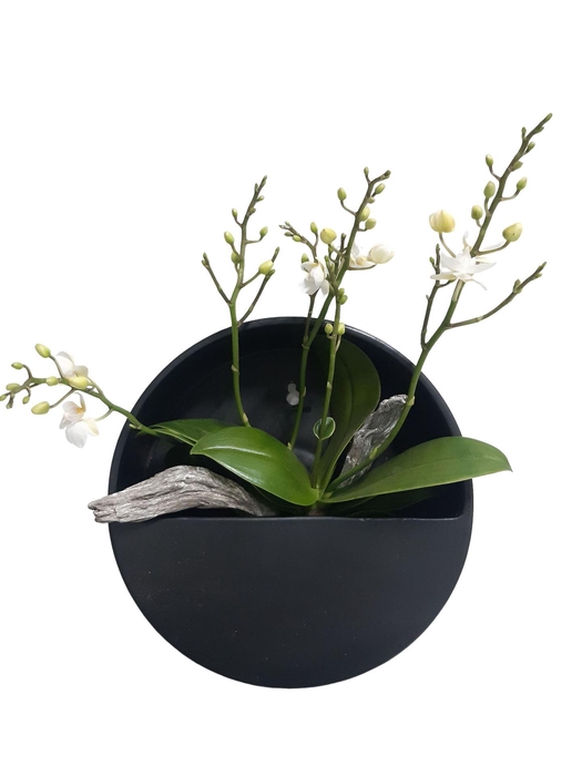<h4>Arr.  Phalaenopsis MT 18+   H%</h4>