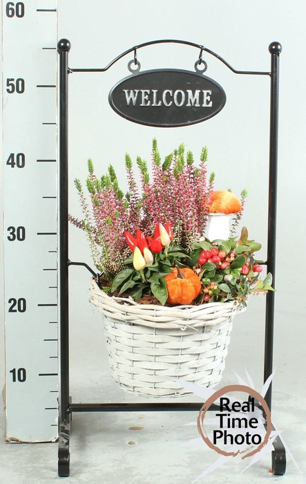 <h4>ARR TUINPLANTEN H%</h4>