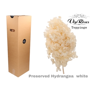 PRESERVED HYDRANGEA WHITE