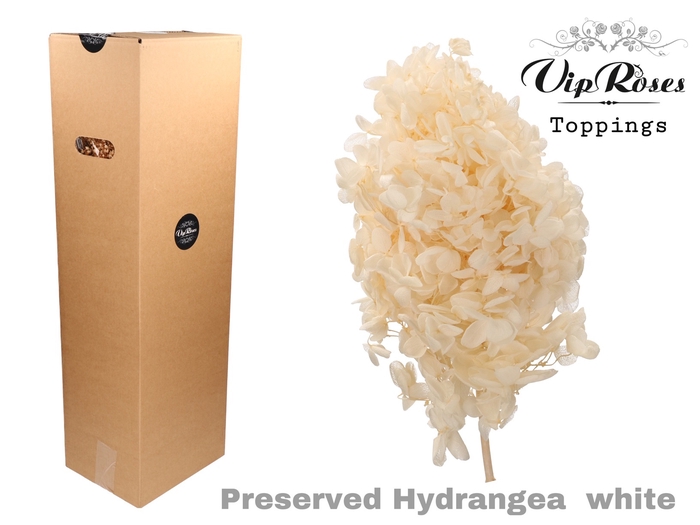 PRESERVED HYDRANGEA WHITE