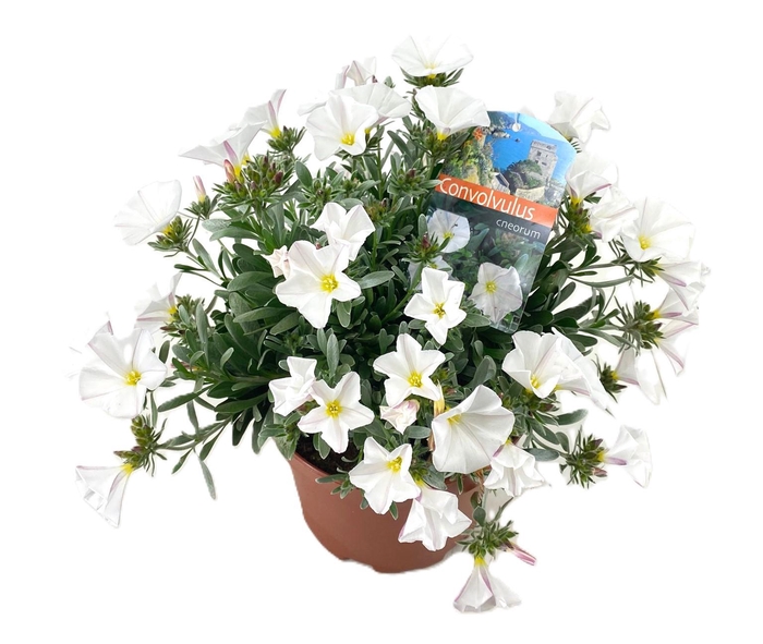 <h4>Convolvulus cneorum</h4>