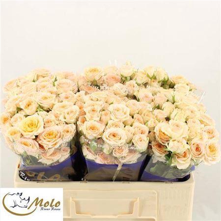 <h4>R Tr Rosanella</h4>