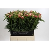 Paeonia Coral Charm