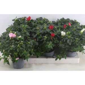 RHODO SI VOGEL GEM