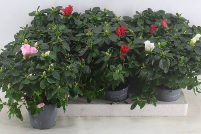 <h4>RHODO SI VOGEL GEM</h4>